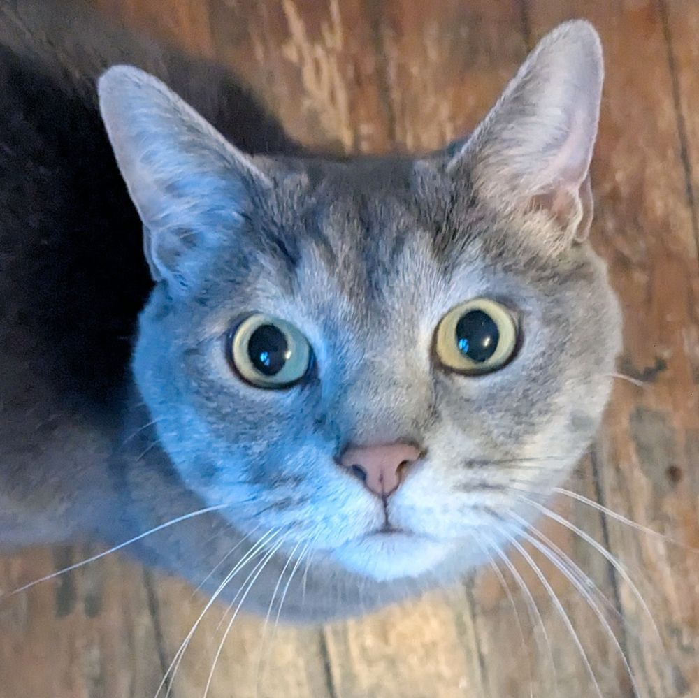 A grey tabby cat looks up at the camera with wide eyes and long white whiskers 