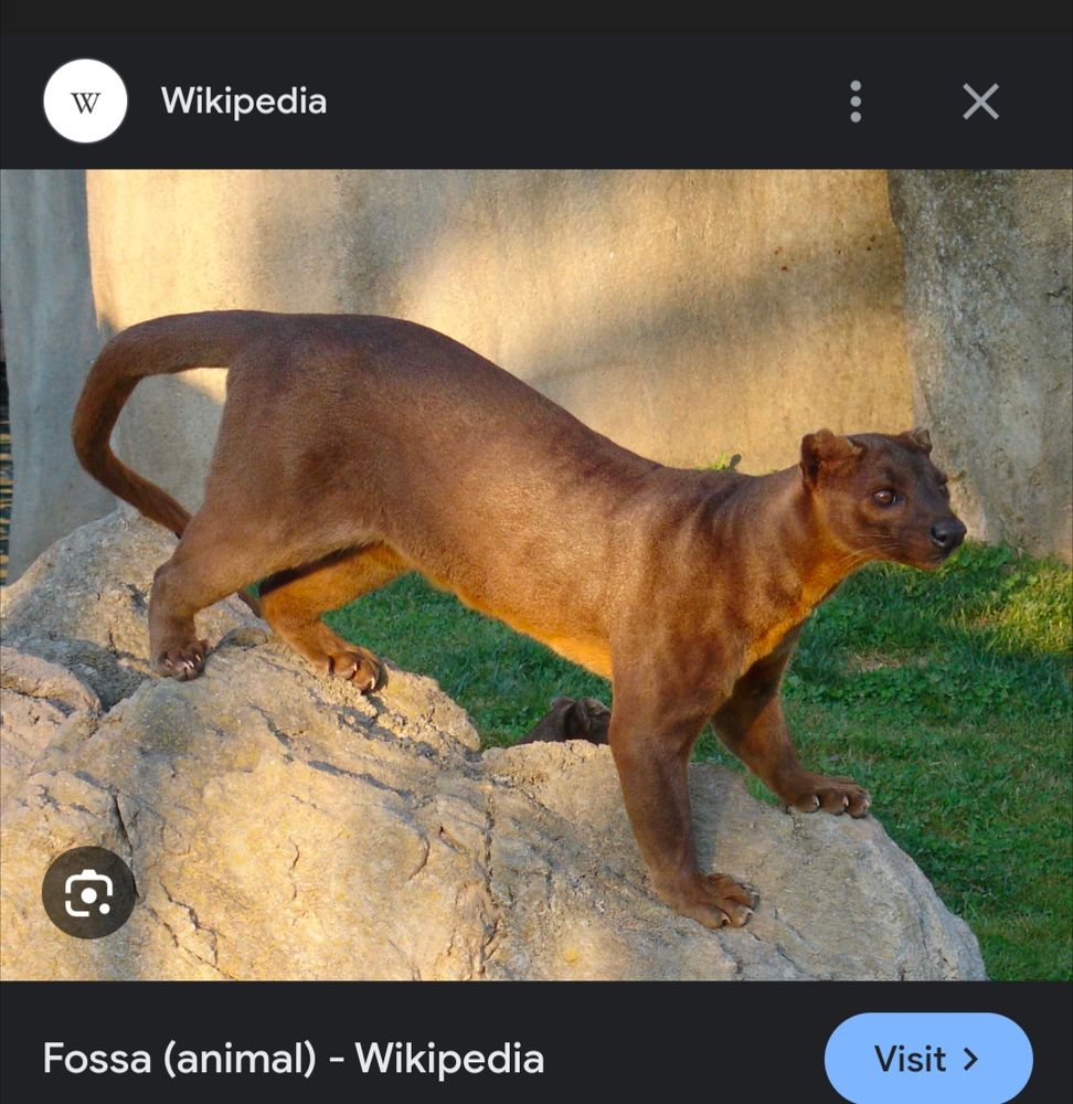 Photo of a fossa, which Merriam-Webster defines as "a slender, long-tailed, carnivorous mammal of Madagascar that has retractile claws usually reddish-brown or sometimes black, short, thick fur, and anal scent glands." The one in the picture is brown, and is standing on a rock. It looks sort of like a dog with a weasel's face.