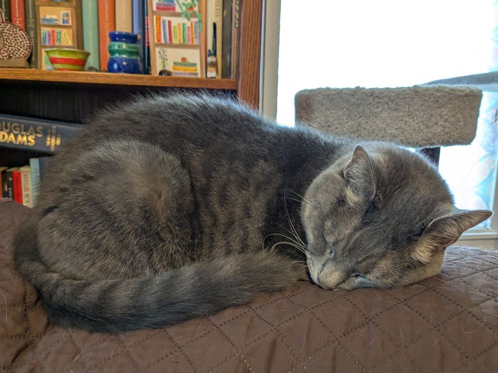 A grey tabby cat is curled up asleep on the back of a recliner, her tail wrapped around her.