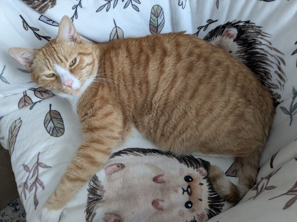 A sleepy orange tabby cat looks up at the camera from his comfy spot on a soft blanket