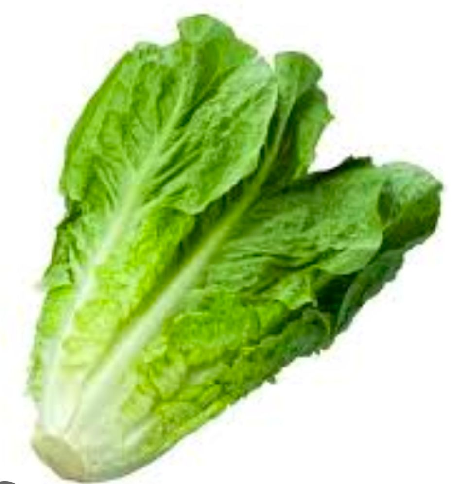 A stock photo of one unit of lettuce - probably romaine lettuce. It's one full plant, cut at the bottom where it was harvested. What do you call a unit of romaine lettuce?