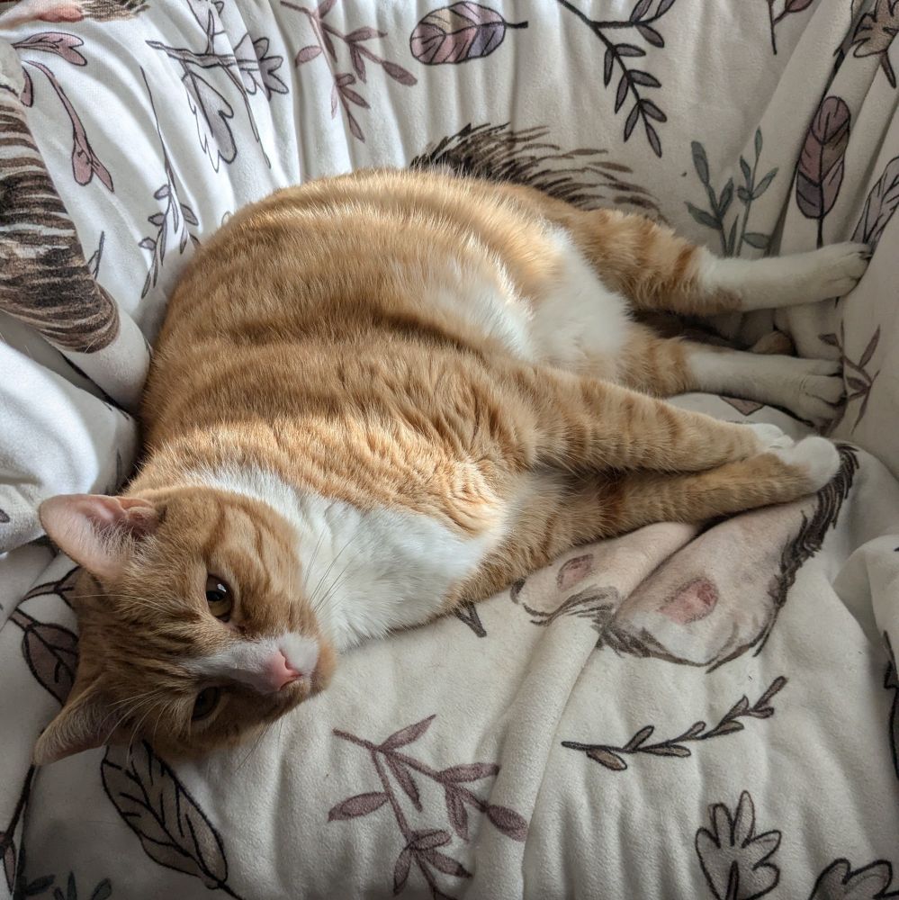 A very happy orange tabby cat looks at the camera from his very comfy spot lounging on a fuzzy blanket with an air of utter serenity and joy. He is laying on his side, his paws are white, and his nose is pink.
