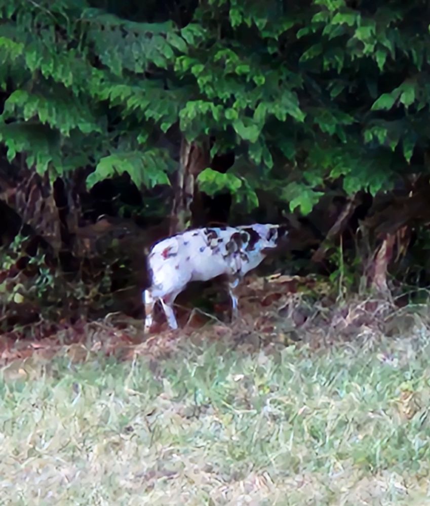 piebald deer in the treeline, white with brown and black spots and a brown head