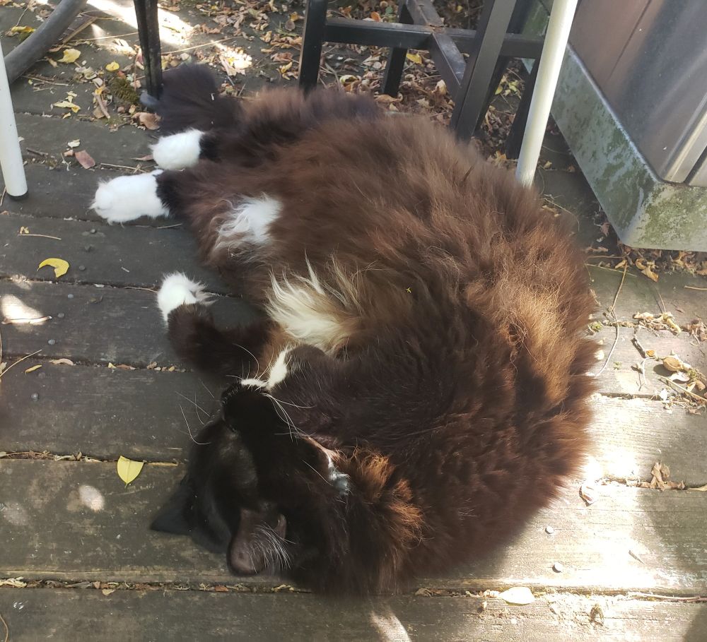A fluffy tuxedo cat curled up on his side on a wooden deck