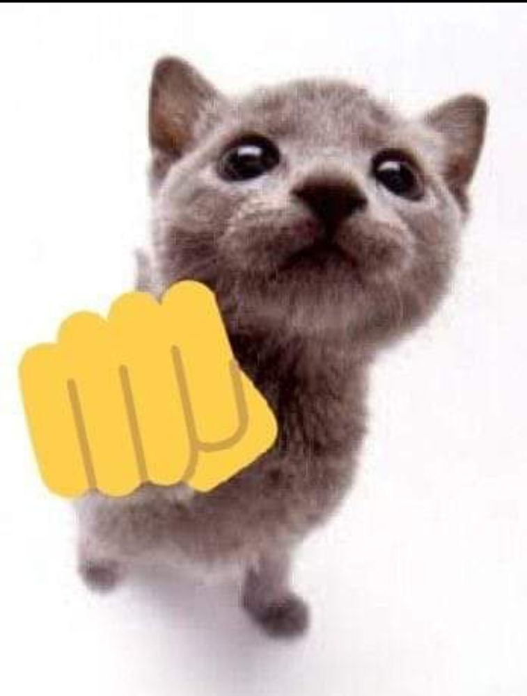 A little gray kitten in front of a white background with a yellow punch emoji on its paw