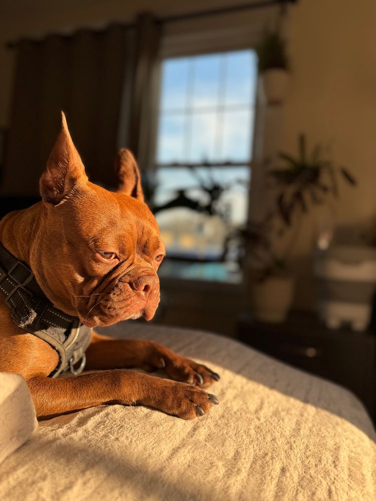 A brown Boston terrier squinting into the sunset 