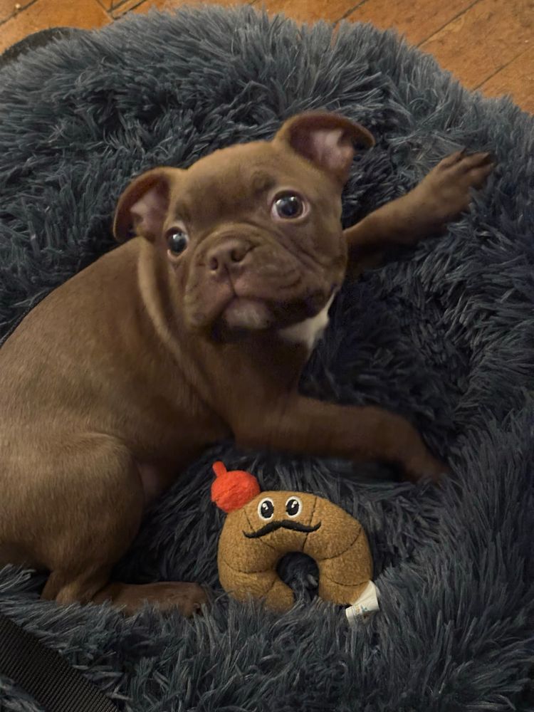 Baby Brutus 