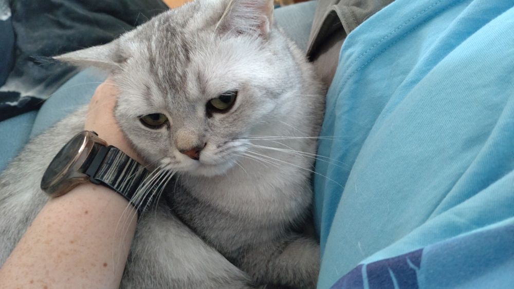 Silber-grauer Britisch Kurzhaarkater kuschelt sich an Mensch und lässt sich kraulen.