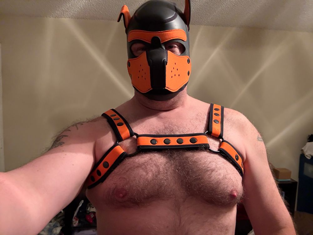 Pup Bear in his new neoprene harness 
