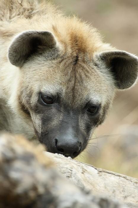 Image of Yeens