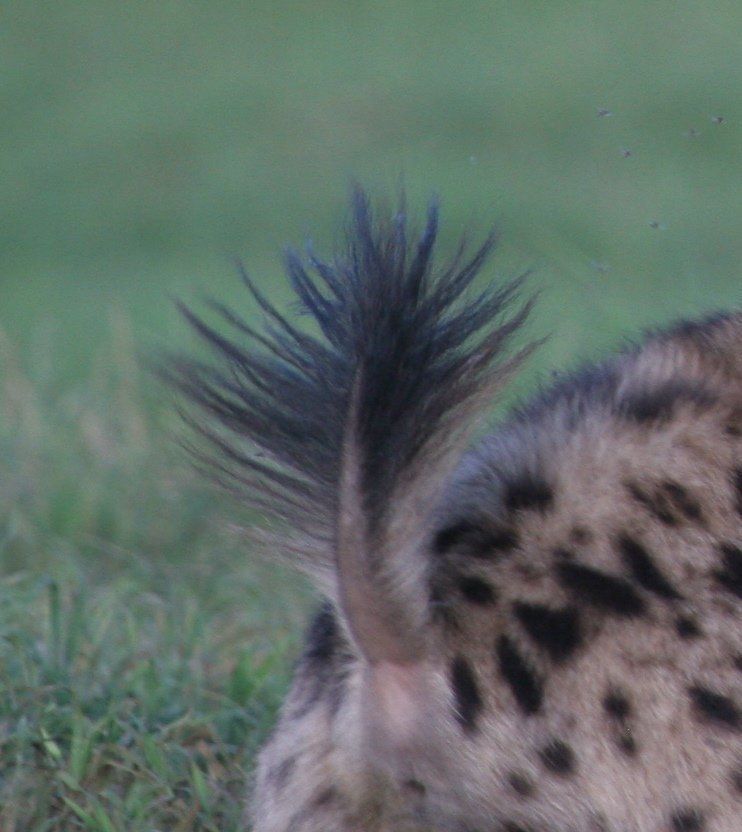 Image of Yeens