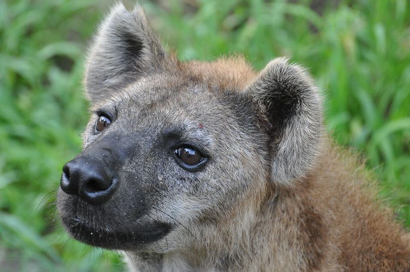 Image of Yeens