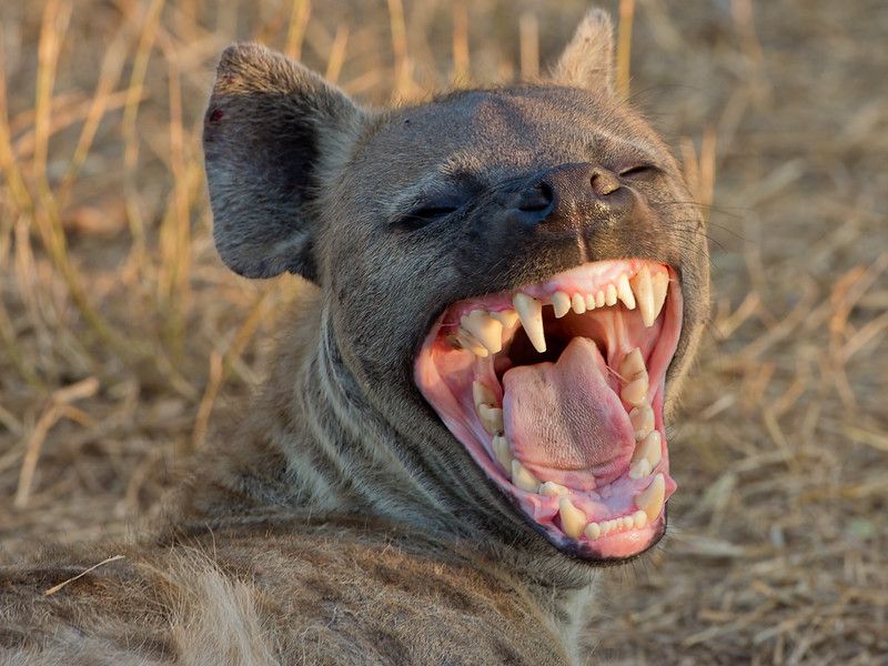 Image of Yeens