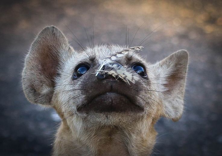 Image of Yeens