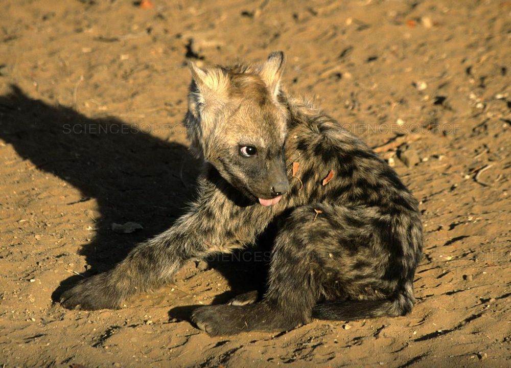 Image of Yeens