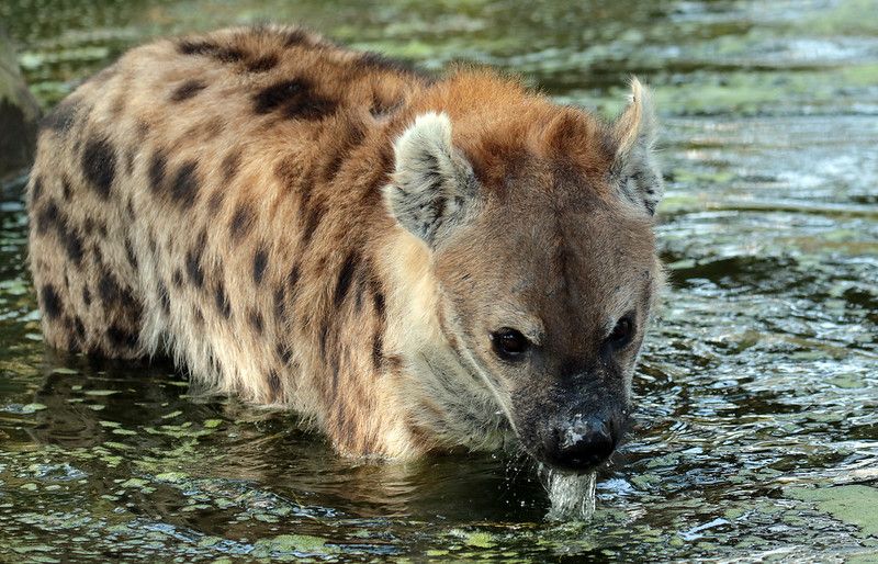 Image of Yeens