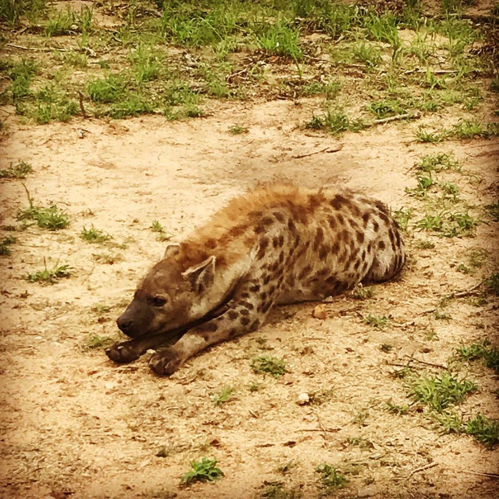 Image of Yeens