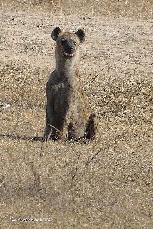 Image of Yeens
