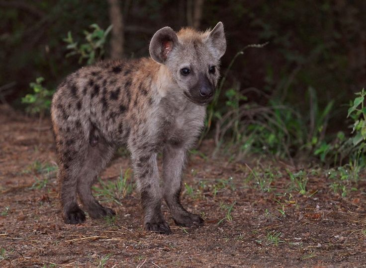 Image of Yeens