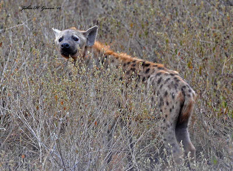 Image of Yeens