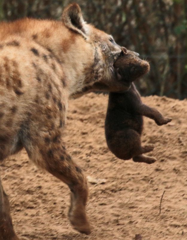 Image of Yeens