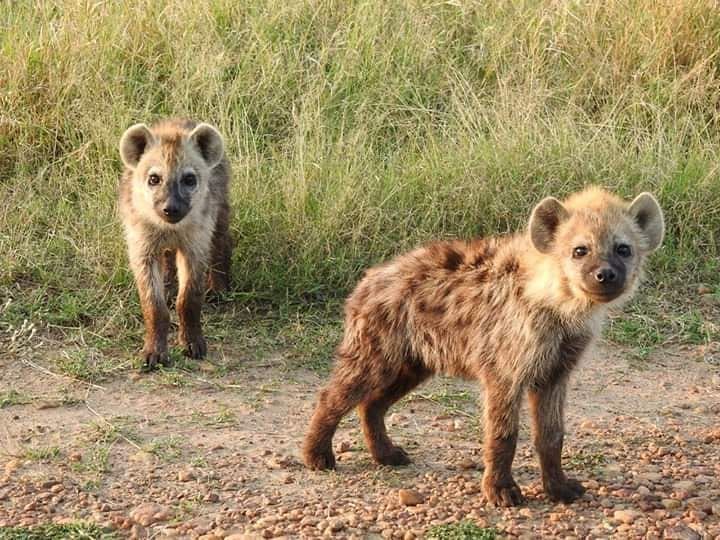 Image of Yeens
