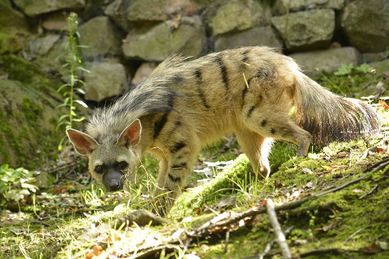 Image of Yeens