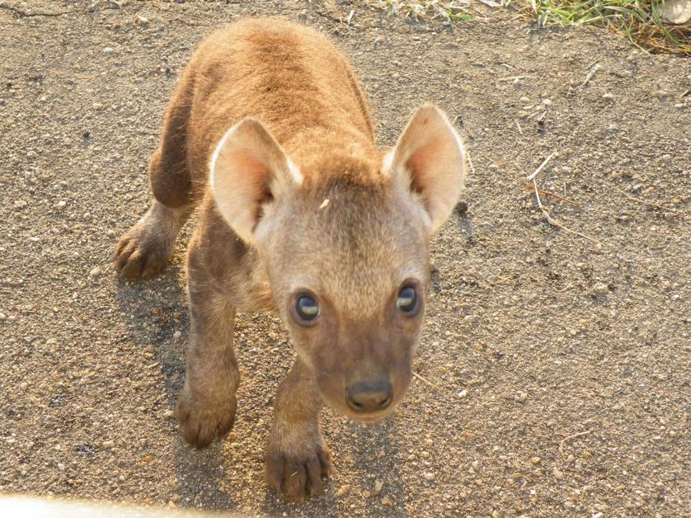Image of Yeens