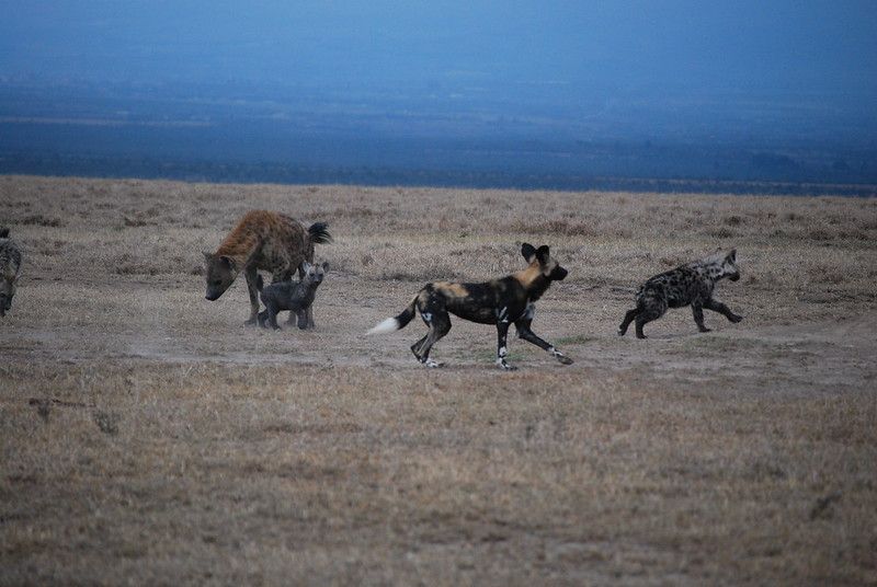 Image of Yeens