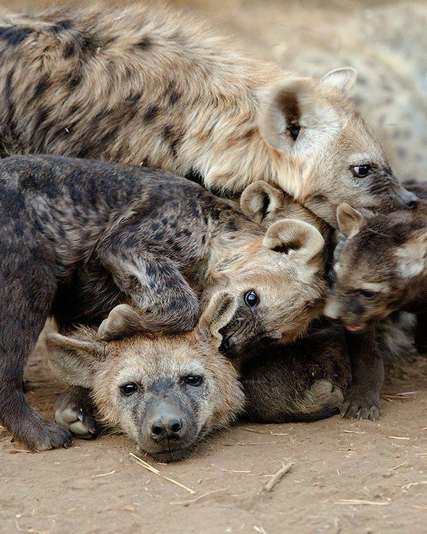 Image of Yeens