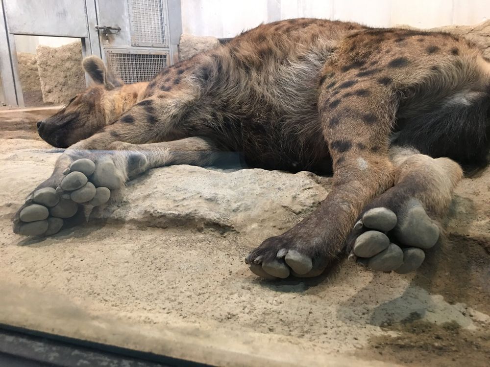 Image of Yeens