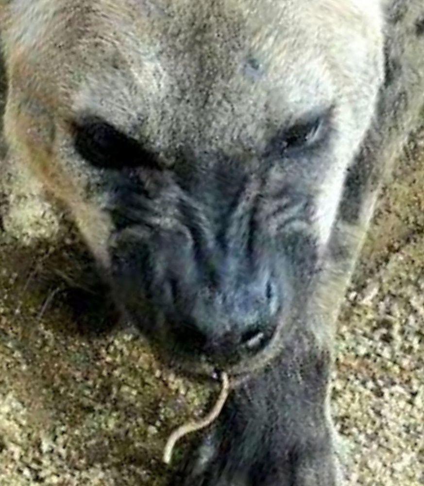 Image of Yeens