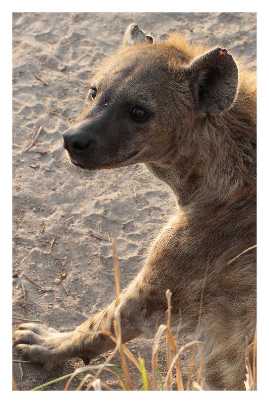 Image of Yeens