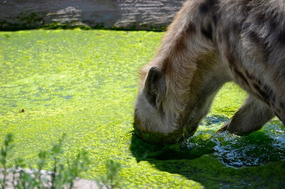 Image of Yeens