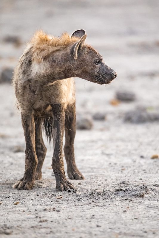 Image of Yeens