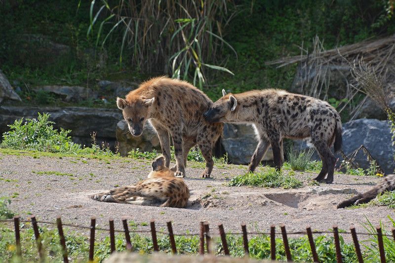 Image of Yeens