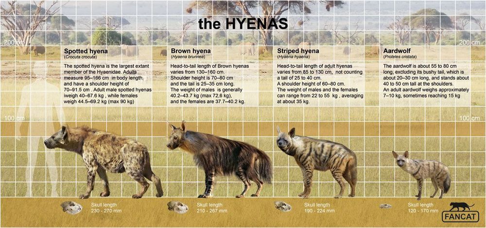 Image of Yeens
