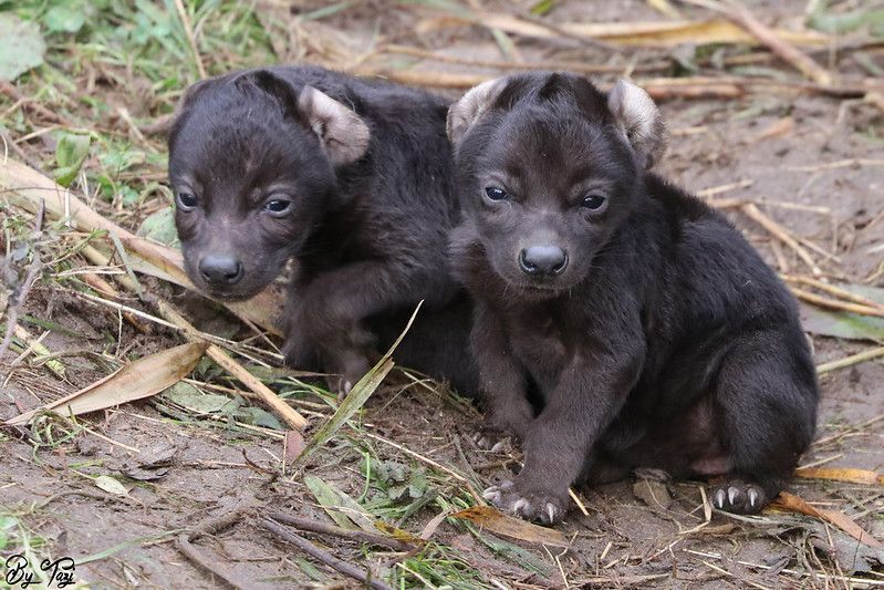 Image of Yeens