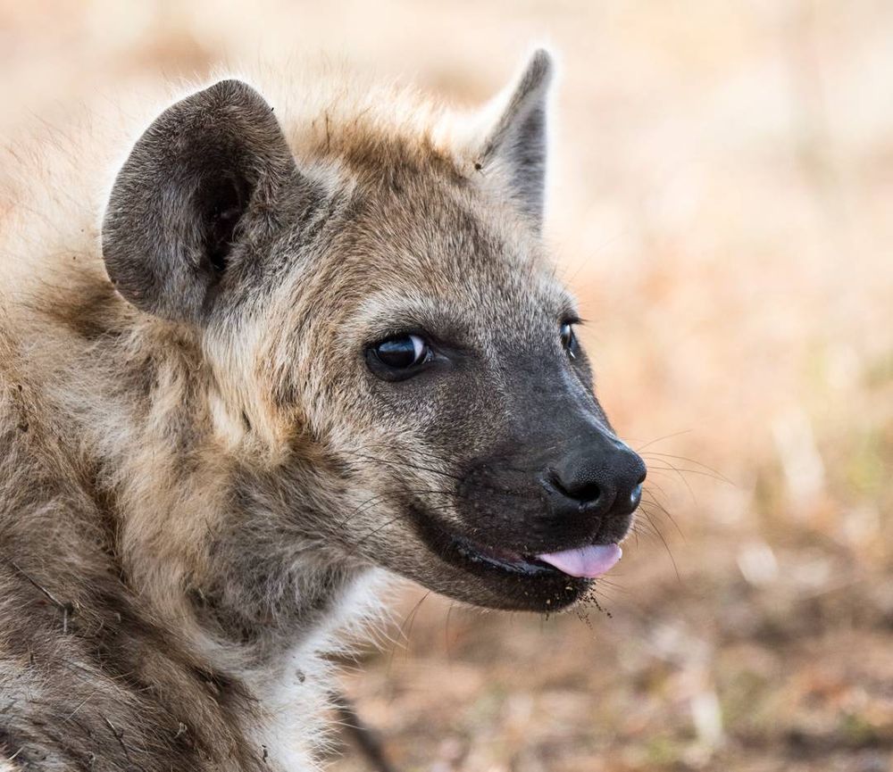 Image of Yeens