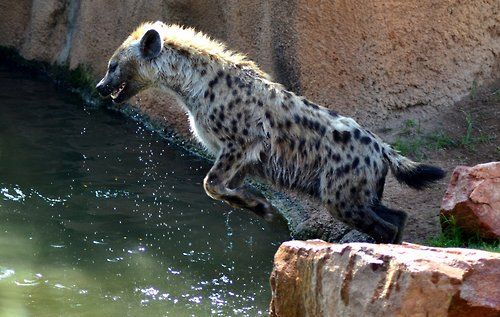Image of Yeens