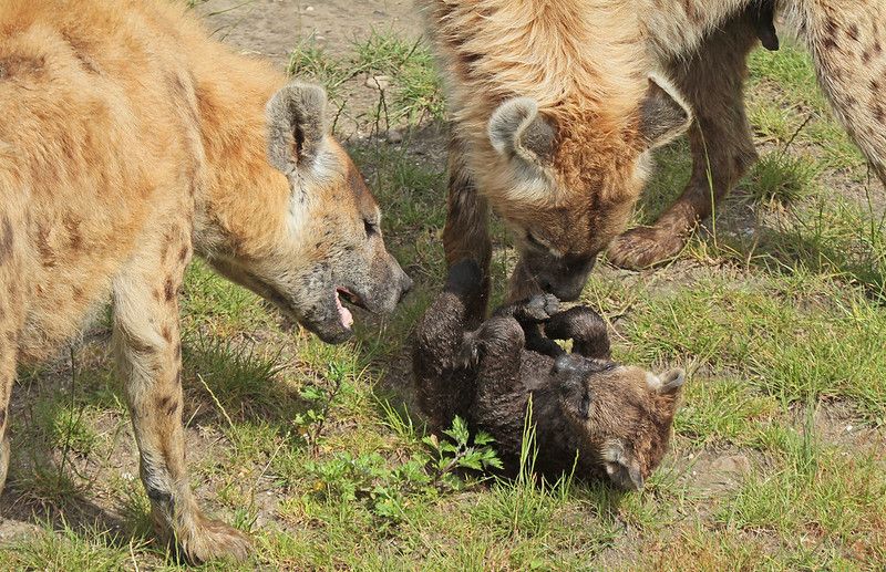 Image of Yeens