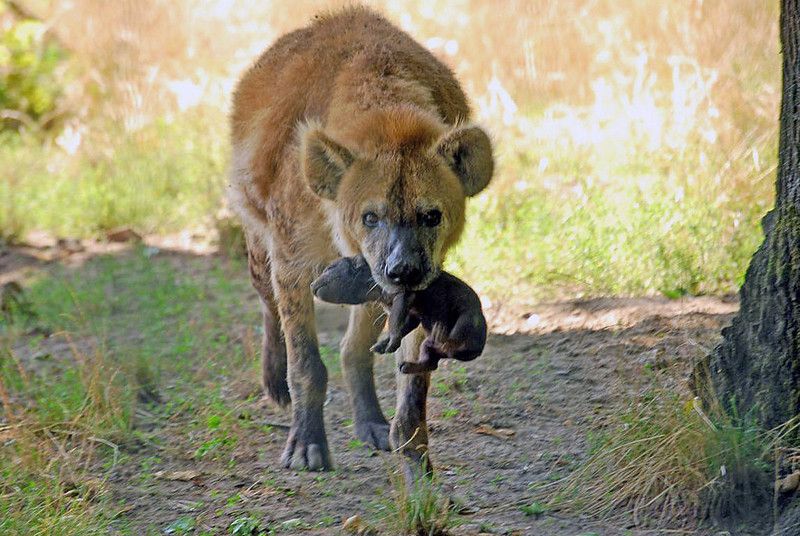 Image of Yeens