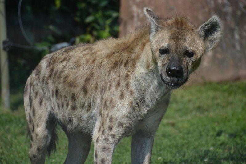 Image of Yeens