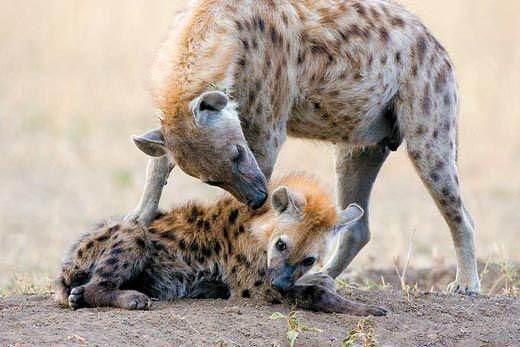 Image of Yeens