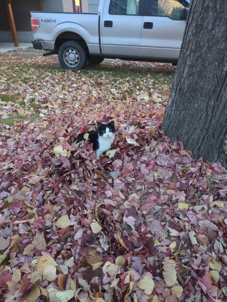 A photo of a tuxido cat laying in a pile of dry red and yellow leaves beside the trunk of a tree. The lower half of his body is buried in the leaves. 