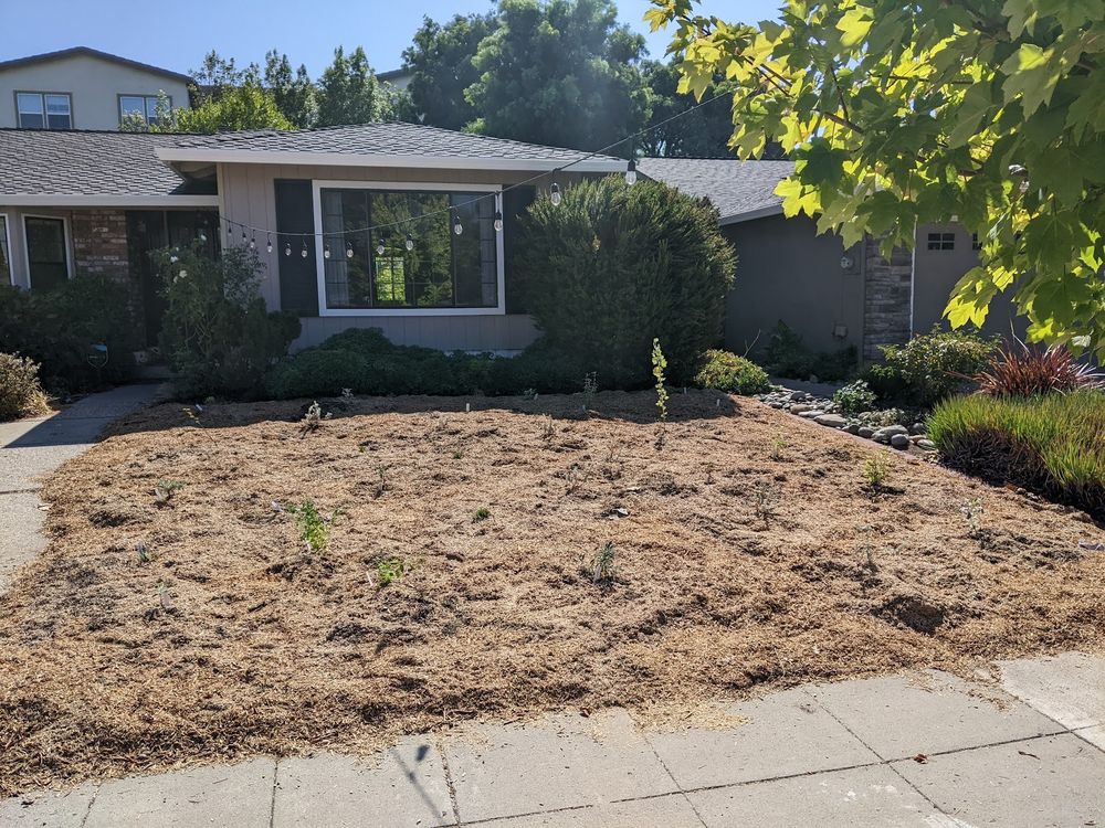 A suburban front yard with the lawn newly torn out and replaced with mulch and very small, young plants. 