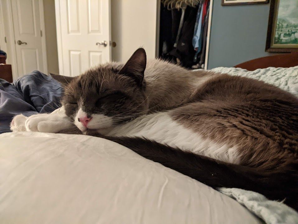 A short-haired gray smoke point cat with white markings sleeps peacefully on a pillow. His white markings cover the lower half of his face, so he looks like he has a gray mask on. 