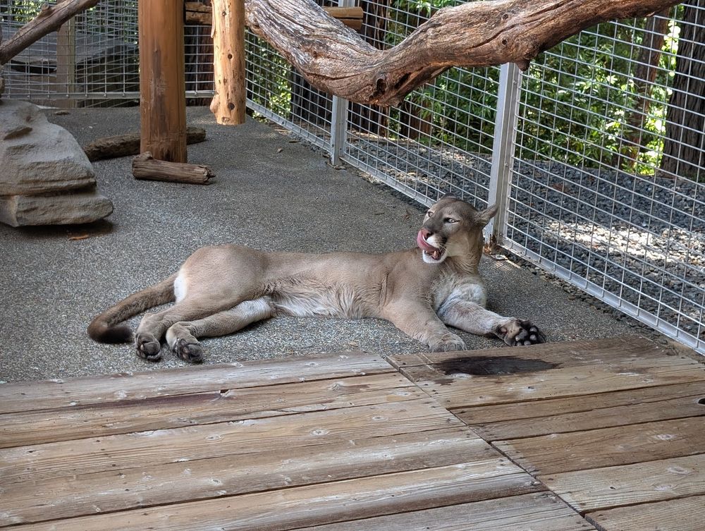 A mountain lion lounging in the shade in a large enclosure full of big, sturdy logs and platforms for climbing. He is a tan cat the size of a large dog with a darker muzzle and tail, and a flecked coat. He is licking his lips, showing off big teeth. He is not for petting. The author wants to pet him anyway but did not, because it would be unwise and illegal.