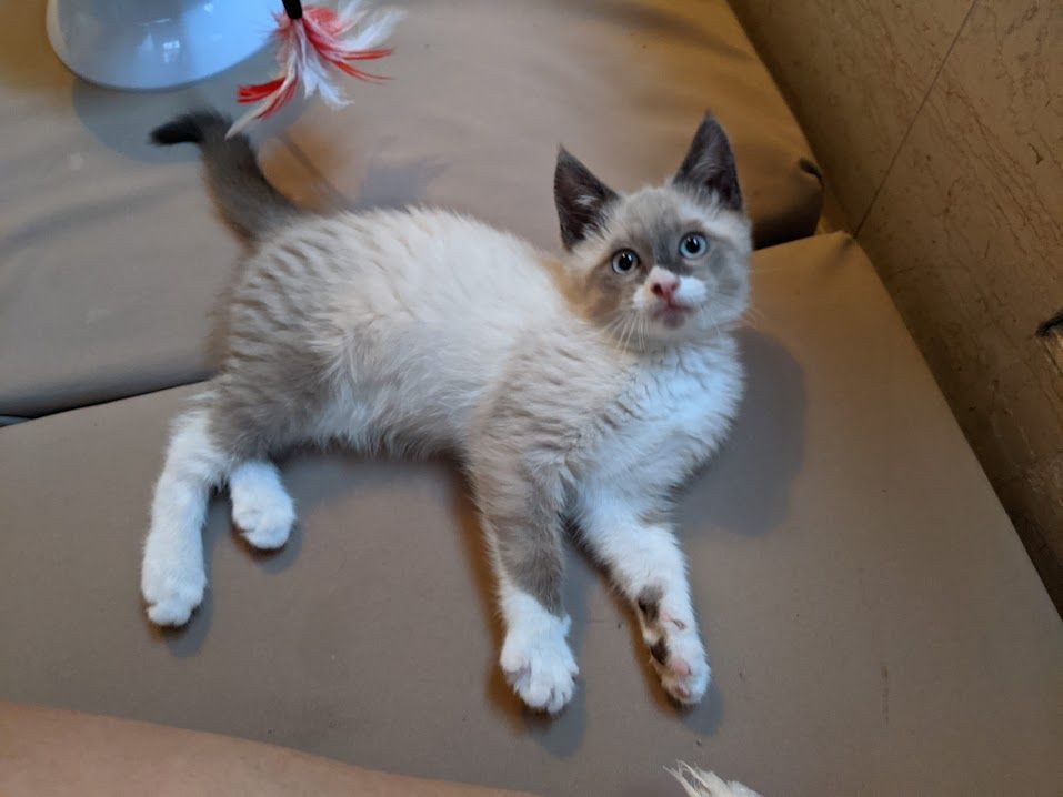 A gray smoke point kitten with white paws and lower face lays on his side on a couch, looking up at the camera with big blue eyes and violence in his heart. 