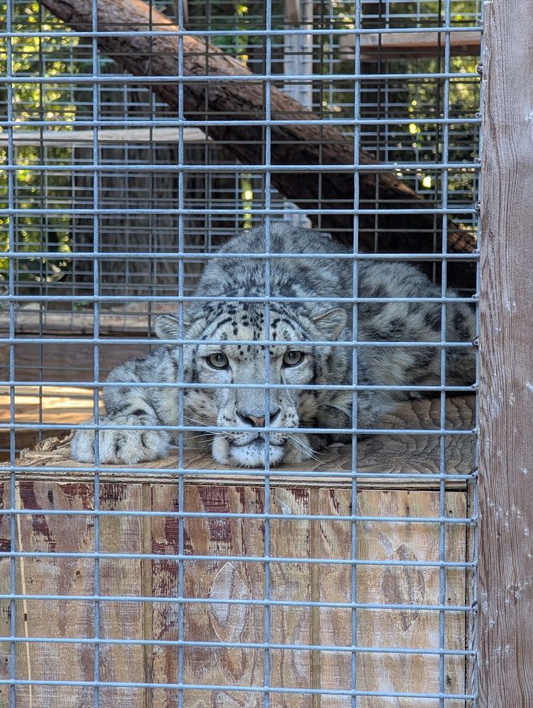 A snow leopard looks out through the wire mesh of his enclosure walls. Snow leopards are medium-size cats with dense white and gray fur with black spots, big fluffy tails, and large paws. This one looks very soft, and like maybe he is contemplating murder but is too sleepy to really go for it. 